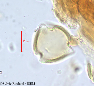 Magnistipula fleuryana - lame n° 678