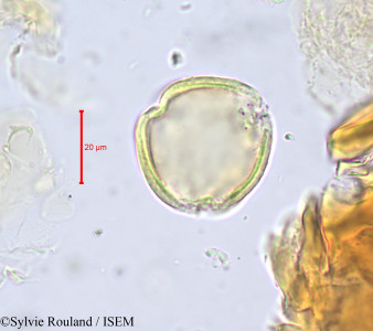 Sylvie.Rouland/Magnistipula_glaberrima_680/Magnistipula_glaberrima_680_0001(copy)_thumb.jpg