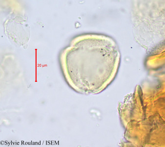 Magnistipula glaberrima - lame n° 680