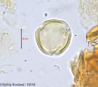 Magnistipula glaberrima - lame n° 680