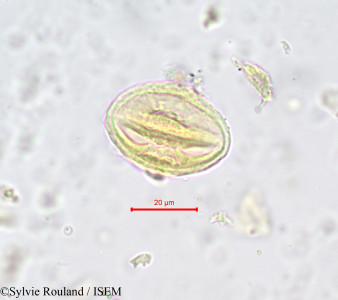 Magnistipula glaberrima - lame n° 680