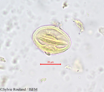 Magnistipula glaberrima - lame n° 680