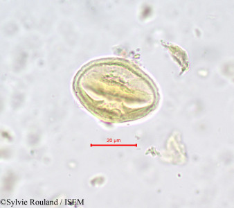 Magnistipula glaberrima - lame n° 680