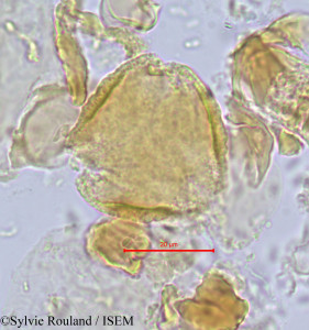 Sylvie.Rouland/Magnistipula_pallidiflora_698/Magnistipula_pallidiflora_698_0001(copy)_thumb.jpg