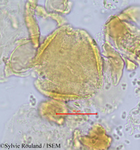Magnistipula pallidiflora - lame n° 698