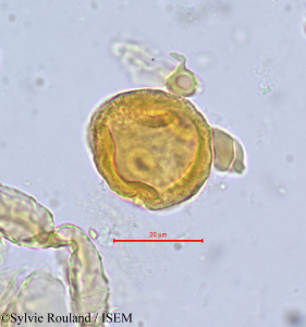 Magnistipula pallidiflora - lame n° 698