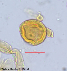 Magnistipula pallidiflora - lame n° 698