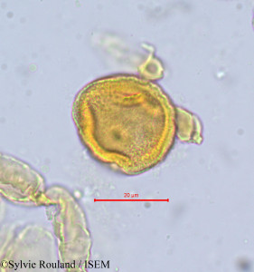 Magnistipula pallidiflora - lame n° 698
