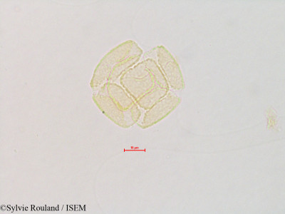 Sylvie.Rouland/Mahonia_fremontii_4822/Mahonia_fremontii_4822_0001(copy)_thumb.jpg