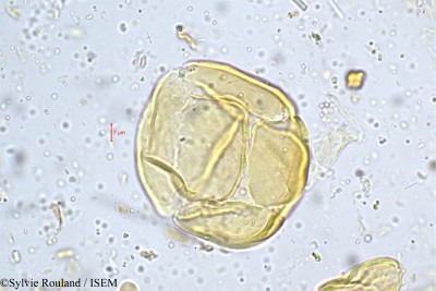Mahonia leschenaultii - lame n° 5184