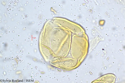 Mahonia leschenaultii - lame n° 5184