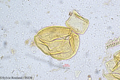 Mahonia leschenaultii - lame n° 5184