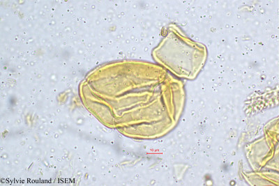 Mahonia leschenaultii - lame n° 5184