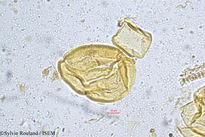 Mahonia leschenaultii - lame n° 5184