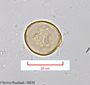 Sylvie.Rouland/Maillardia_montana_1381/Maillardia_montana_1381_0001(copy)_thumb.jpg