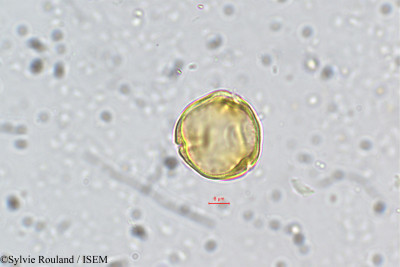 Sylvie.Rouland/Mallotus_aureopunctatus_5747/Mallotus_aureopunctatus_5747_0001(copy)_thumb.jpg
