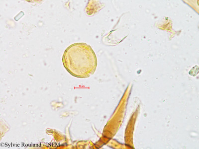 Mallotus philippensis - lame n° 4952