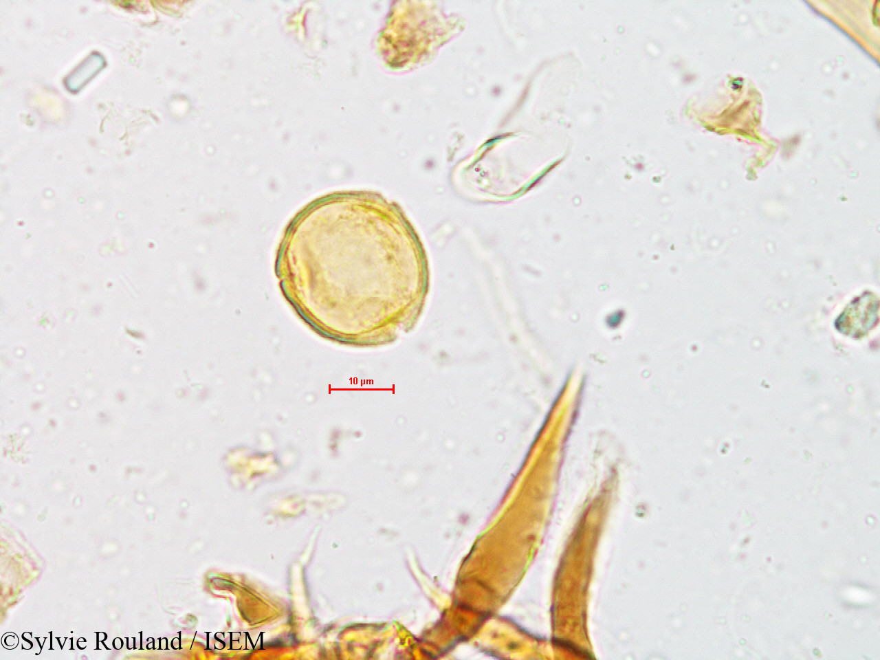 Sylvie.Rouland/Mallotus_philippensis_4952/Mallotus_philippensis_4952_0002(copy).jpg