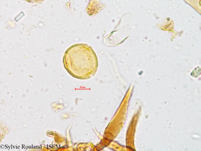 Mallotus philippensis - lame n° 4952