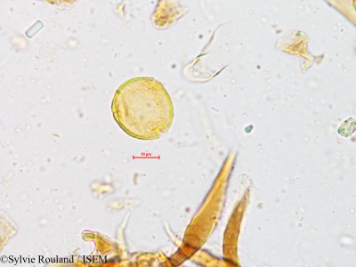 Mallotus philippensis - lame n° 4952