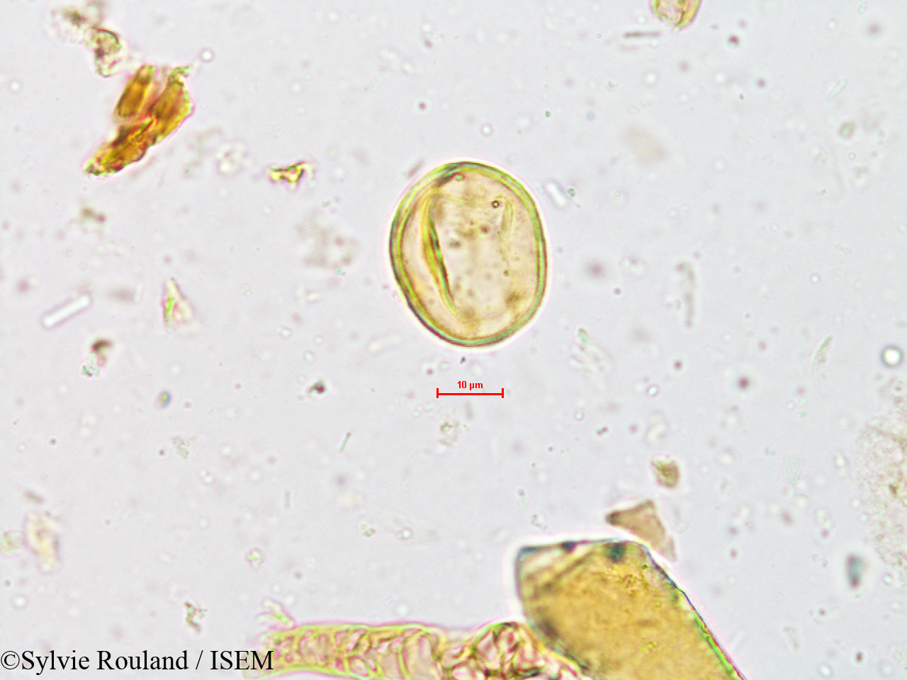 Sylvie.Rouland/Mallotus_philippensis_4952/Mallotus_philippensis_4952_0004(copy).jpg