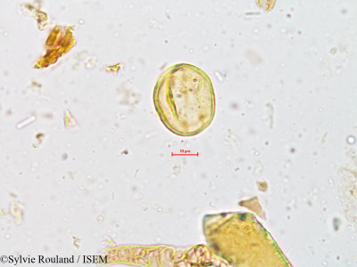 Mallotus philippensis - lame n° 4952