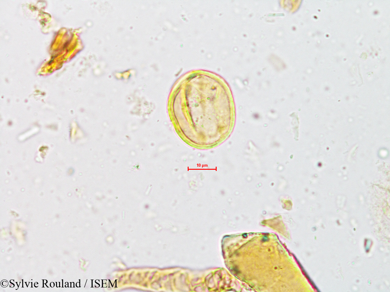 Sylvie.Rouland/Mallotus_philippensis_4952/Mallotus_philippensis_4952_0005(copy).jpg