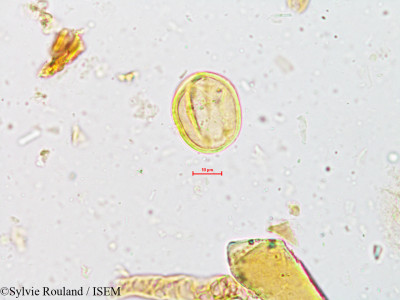 Mallotus philippensis - lame n° 4952