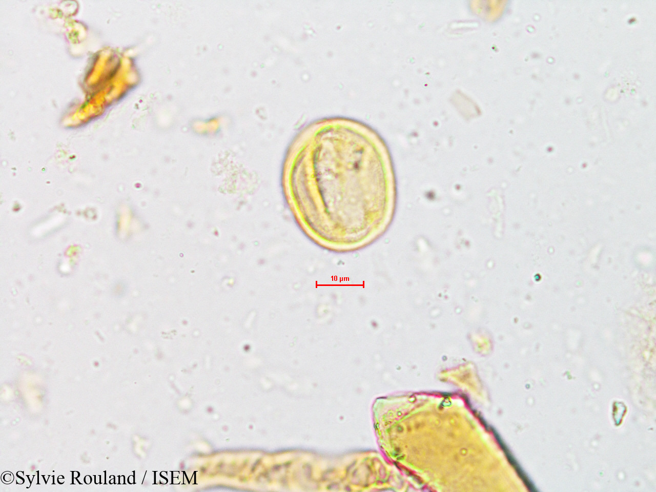 Sylvie.Rouland/Mallotus_philippensis_4952/Mallotus_philippensis_4952_0006(copy).jpg