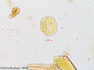 Mallotus philippensis - lame n° 4952