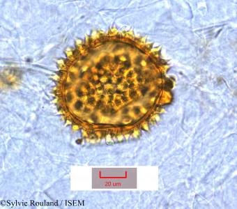 Sylvie.Rouland/Malvastrum_coromandelianum_1144/Malvastrum_coromandelianum_1144_0001(copy)_thumb.jpg