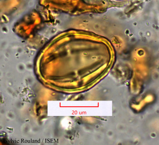 Sylvie.Rouland/Manilkara_bidentata_1646/Manilkara_bidentata_1646_0001(copy)_thumb.jpg
