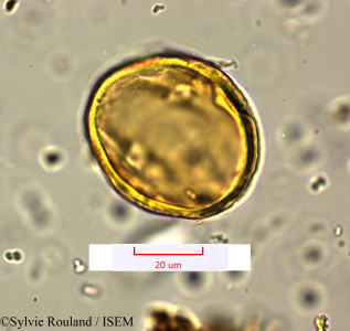 Sylvie.Rouland/Manilkara_costata_1595/Manilkara_costata_1595_0001(copy)_thumb.jpg