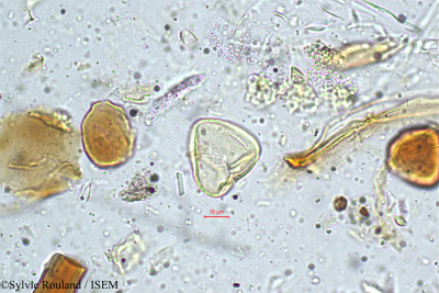 Sylvie.Rouland/Mariscus_cyperinus_4989/Mariscus_cyperinus_4989_0001(copy)_thumb.jpg