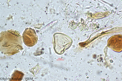 Mariscus cyperinus - lame n° 4989