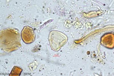 Mariscus cyperinus - lame n° 4989