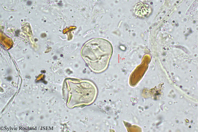 Mariscus cyperinus - lame n° 4989