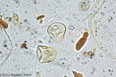 Mariscus cyperinus - lame n° 4989