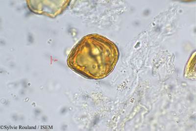 Sylvie.Rouland/Mastixia_euonymoides_155/Mastixia_euonymoides_155_0001(copy)_thumb.jpg