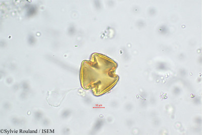 Sylvie.Rouland/Mastixia_scortechinii_219/Mastixia_scortechinii_219_0001(copy)_thumb.jpg