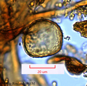 Sylvie.Rouland/Mauloutchia_chapelieri_1290/Mauloutchia_chapelieri_1290_0001(copy)_thumb.jpg