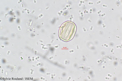 Medinilla beddomei - lame n° 5557