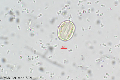 Medinilla beddomei - lame n° 5557