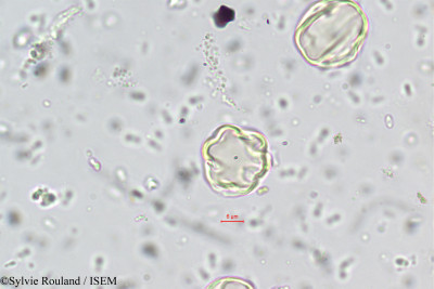 Medinilla beddomei - lame n° 5557