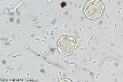 Medinilla beddomei - lame n° 5557