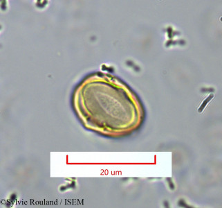 Medinilla sedifolia - lame n° 1382
