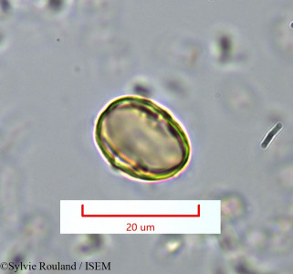 Medinilla sedifolia - lame n° 1382