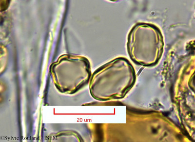 Medinilla sedifolia - lame n° 1382