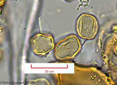 Medinilla sedifolia - lame n° 1382