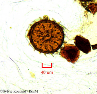 Sylvie.Rouland/Megistostegium_microphyllum_1137/Megistostegium_microphyllum_1137_0001(copy)_thumb.jpg